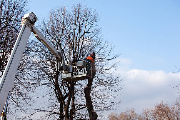 Reliable New Albany, MS Tree Removal Services Solutions