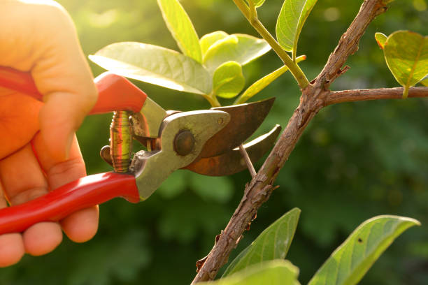 How Our Tree Care Process Works  in  New Albany, MS